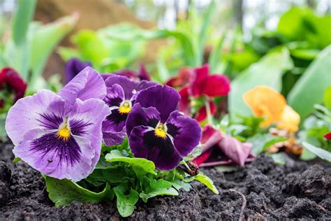 winterpanty|How and When to Plant Winter Pansies